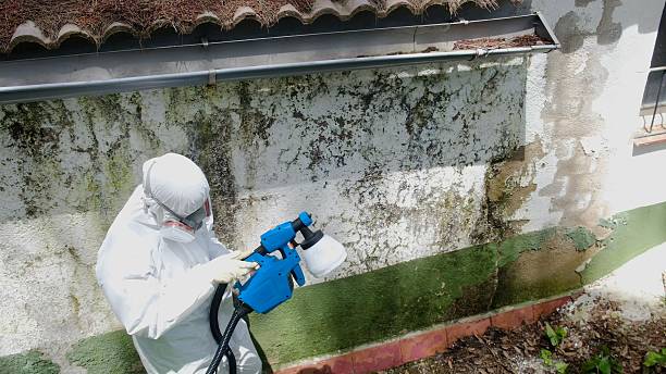 Trusted Mold Removal service in Westminster, TX - Cheap Mold Removal